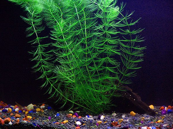 aquarium plants